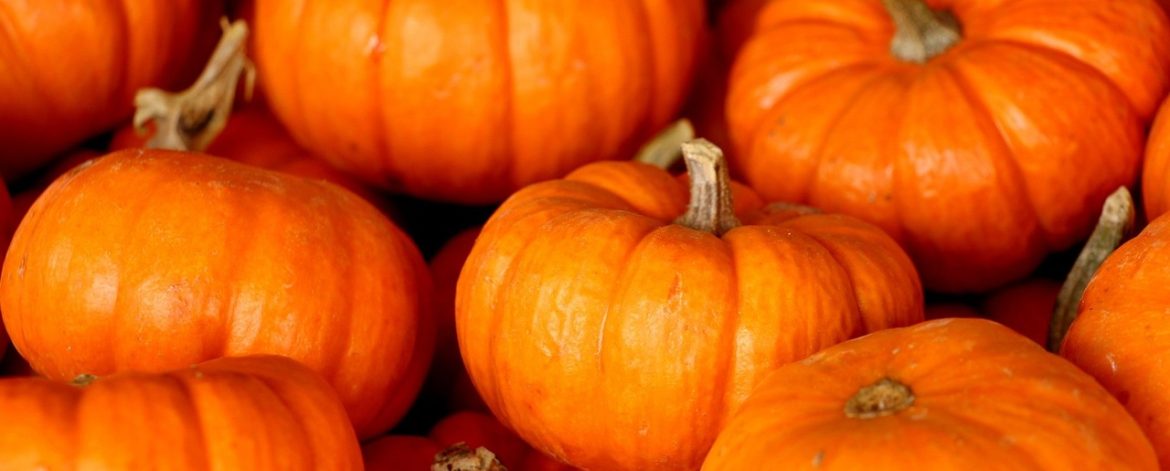 Zucca Zucca