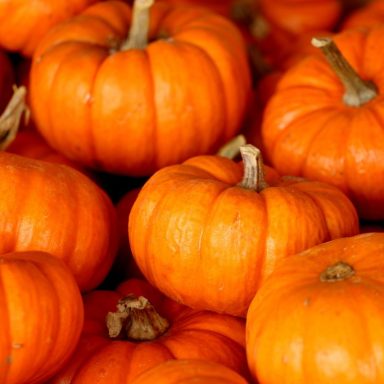 Zucca