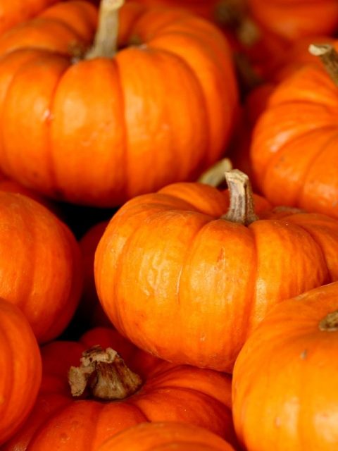 Zucca