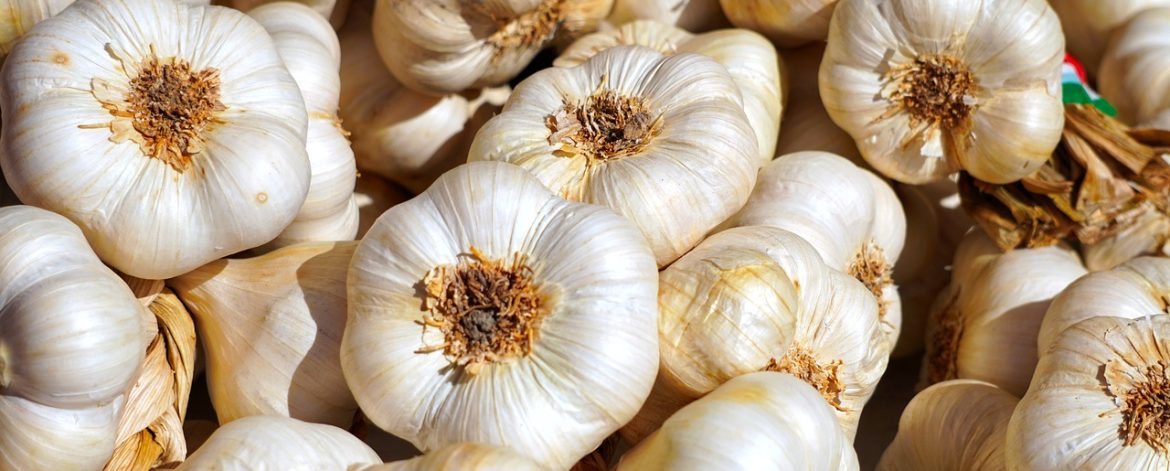 Aglio Aglio