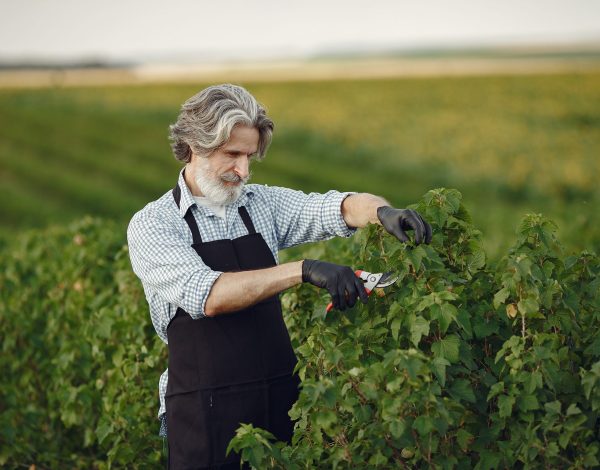 man-trimming-bough-brush-senior-black-apron